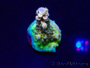 WYSIWYG Acropora Mariculture acclimated LED
