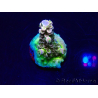 WYSIWYG Acropora Maricoltura acclimatata a LED