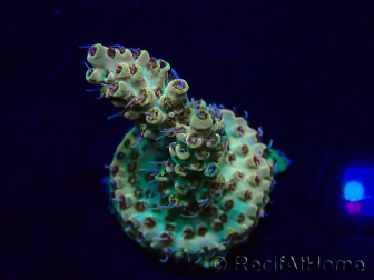 WYSIWYG Acropora Mariculture acclimated LED