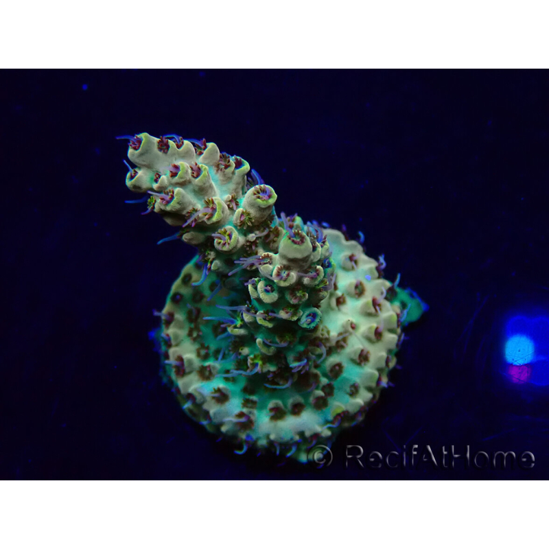 WYSIWYG Acropora Mariculture acclimated LED