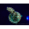 WYSIWYG Acropora Mariculture acclimated LED