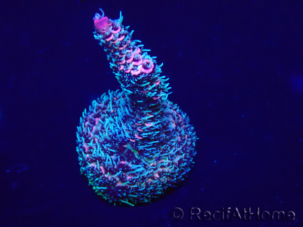 WYSIWYG Acropora Marikultur akklimatisiert LED