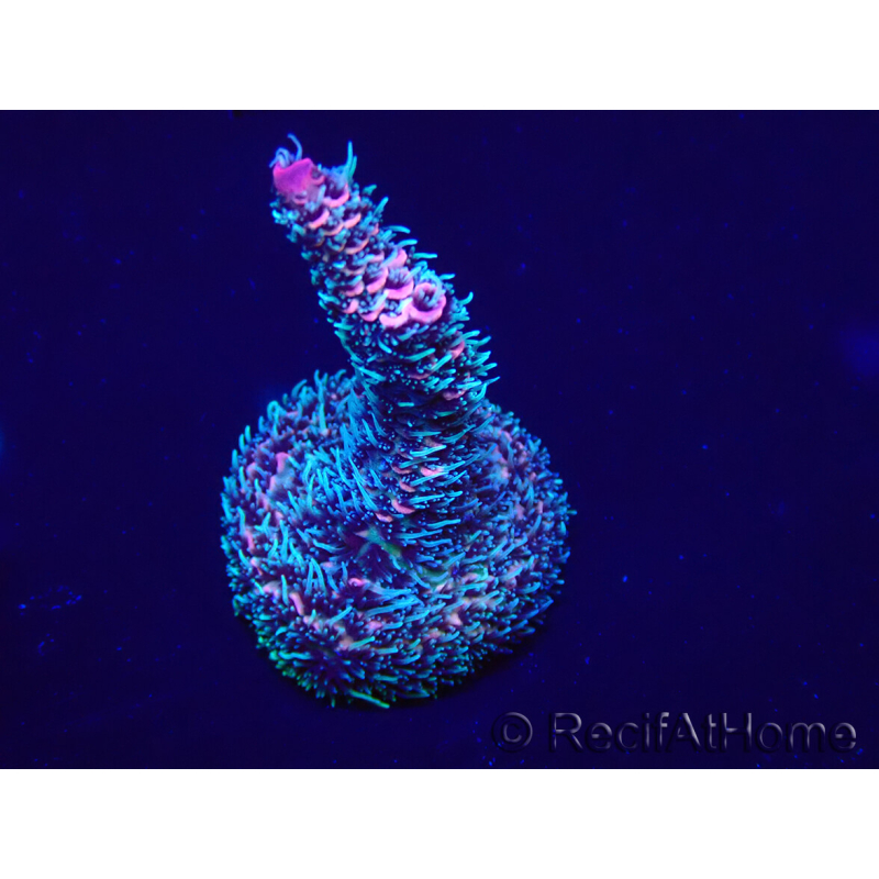 WYSIWYG Acropora 15S3 Mariculture acclimaté led