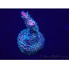 WYSIWYG Acropora Maricultura aclimatada LED
