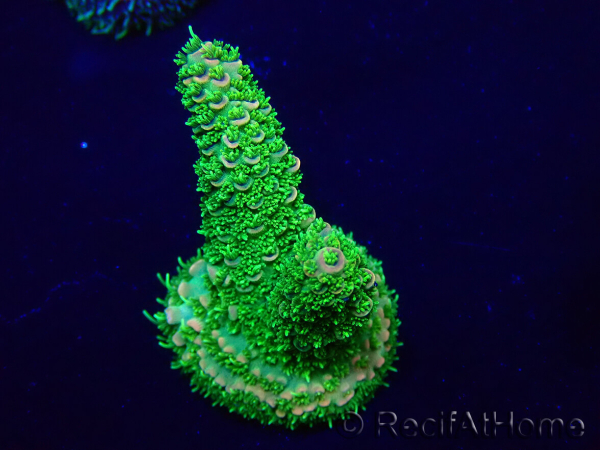 WYSIWYG Acropora Marikultur akklimatisiert LED