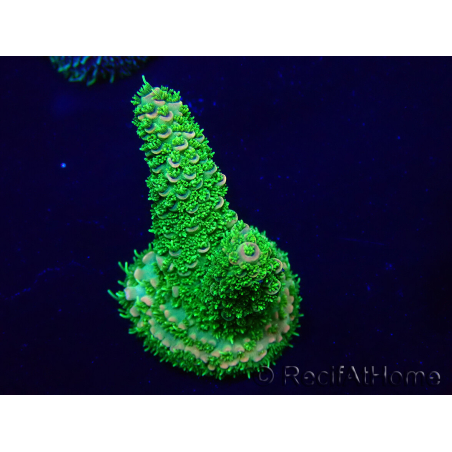 WYSIWYG Acropora Mariculture acclimated LED