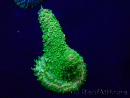 WYSIWYG Acropora Marikultur akklimatisiert LED