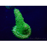 WYSIWYG Acropora Maricultuur geacclimatiseerd LED