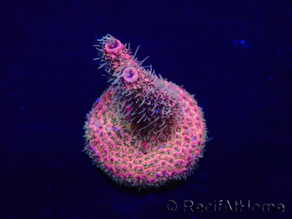 WYSIWYG Acropora Maricultuur geacclimatiseerd LED