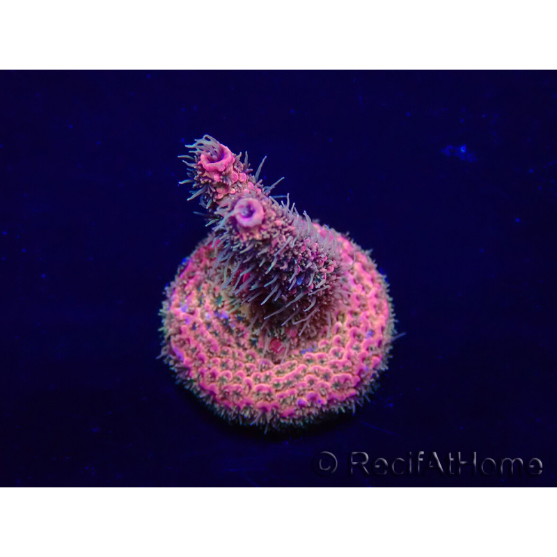 WYSIWYG Acropora Marikultur akklimatisiert LED