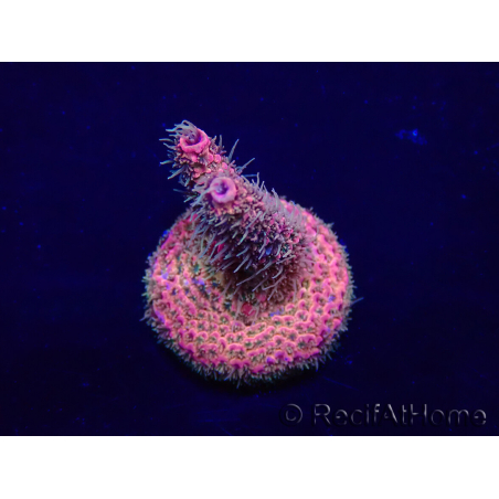 WYSIWYG Acropora 15S7 Mariculture acclimaté led