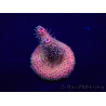 WYSIWYG Acropora 15S7 Mariculture acclimaté led