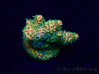 WYSIWYG Acropora Marikultur akklimatisiert LED