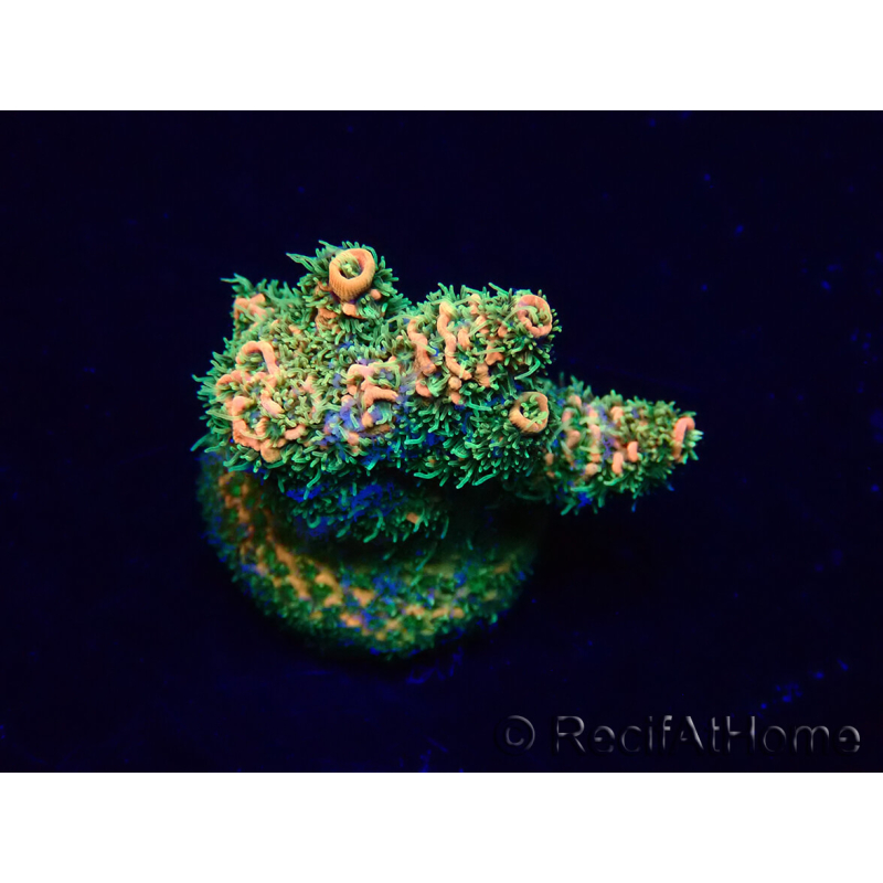 WYSIWYG Acropora Maricultuur geacclimatiseerd LED