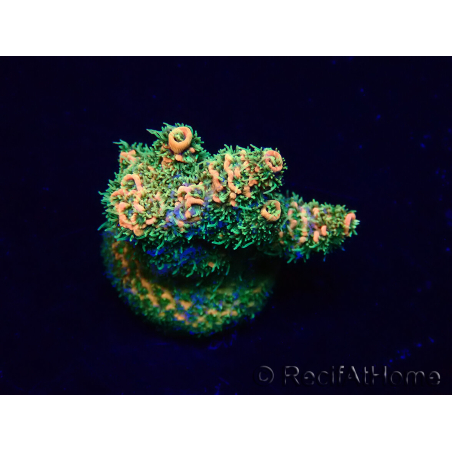 WYSIWYG Acropora Maricultura aclimatada LED