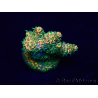WYSIWYG Acropora Maricoltura acclimatata a LED