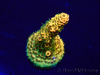 WYSIWYG Acropora Mariculture acclimated LED