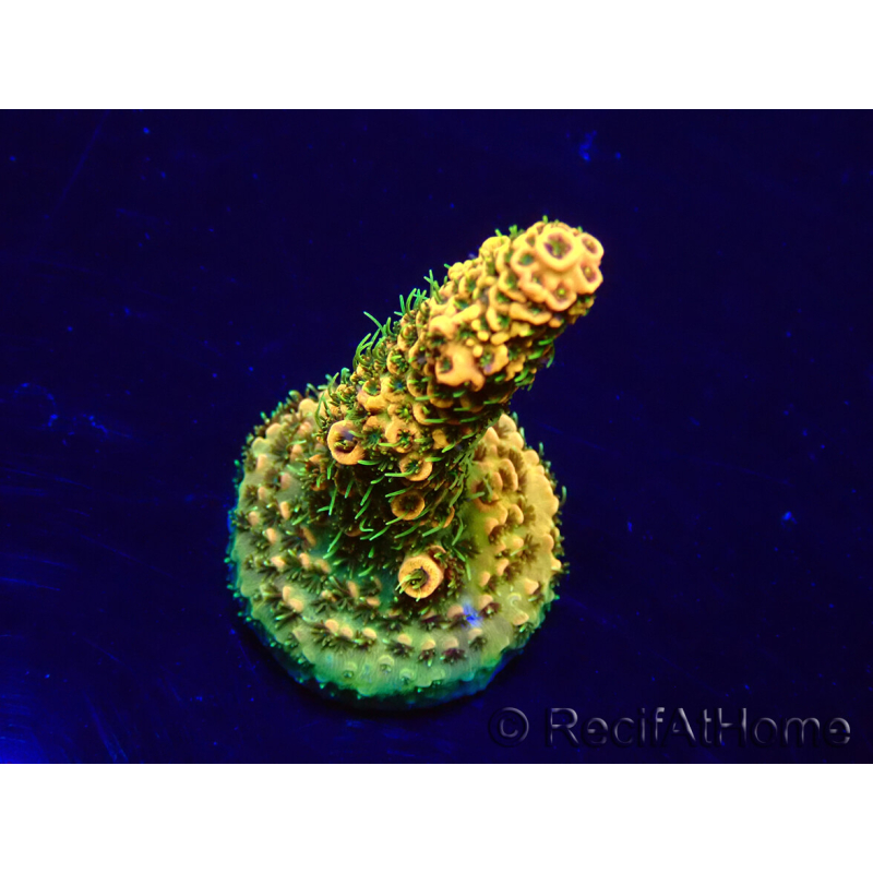 WYSIWYG Acropora Maricoltura acclimatata a LED
