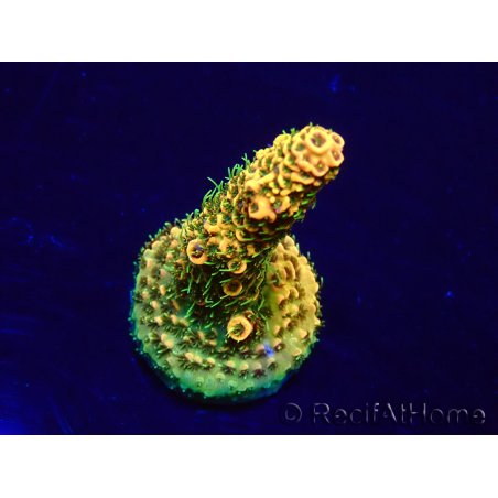 WYSIWYG Acropora Maricultuur geacclimatiseerd LED