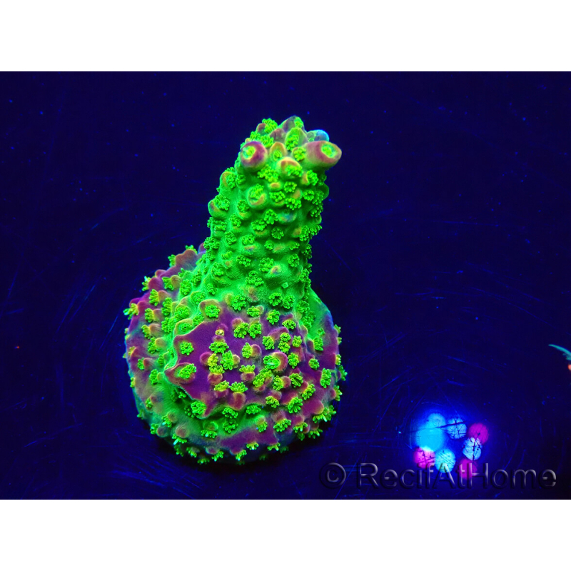WYSIWYG Acropora 15T2 Mariculture acclimaté led