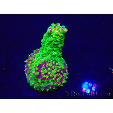 WYSIWYG Acropora Mariculture acclimated LED