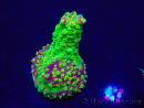 WYSIWYG Acropora Maricoltura acclimatata a LED