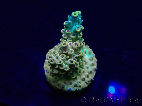 WYSIWYG Acropora Marikultur akklimatisiert LED