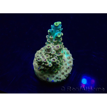 WYSIWYG Acropora Marikultur akklimatisiert LED