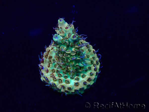 WYSIWYG Acropora Maricoltura acclimatata a LED