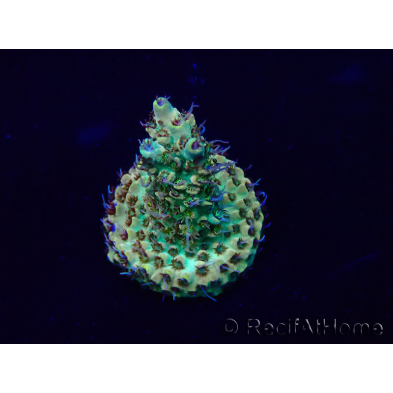 WYSIWYG Acropora Maricoltura acclimatata a LED