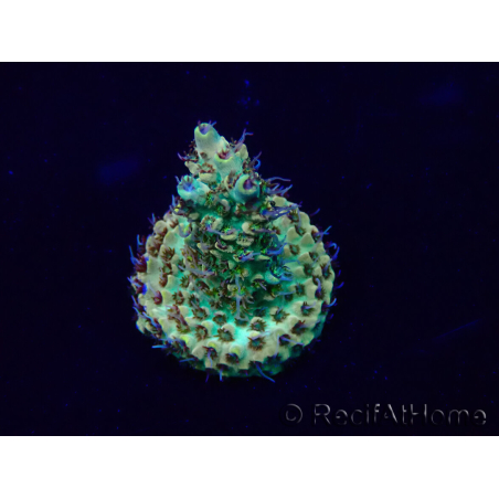 WYSIWYG Acropora Marikultur akklimatisiert LED