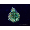 WYSIWYG Acropora tenuis 15T4 Mariculture acclimaté led