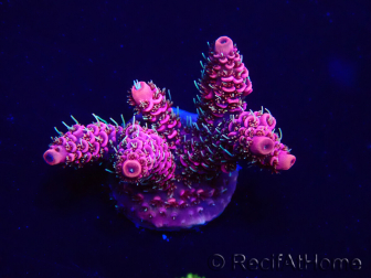 WYSIWYG Acropora 15T6 Mariculture acclimaté led