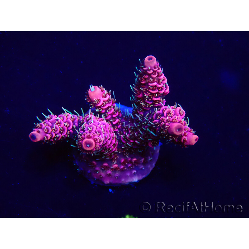 WYSIWYG Acropora Maricoltura acclimatata a LED