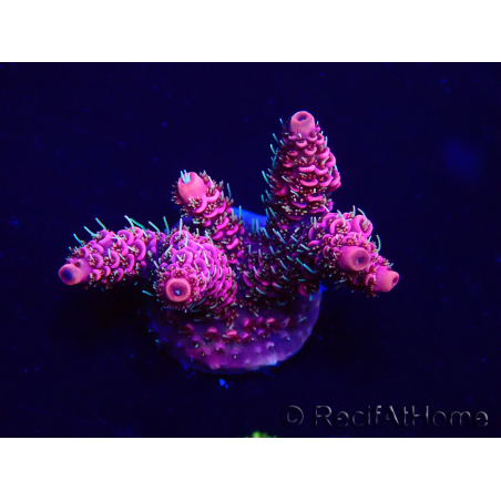 WYSIWYG Acropora Maricultuur geacclimatiseerd LED