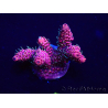 WYSIWYG Acropora Maricultuur geacclimatiseerd LED