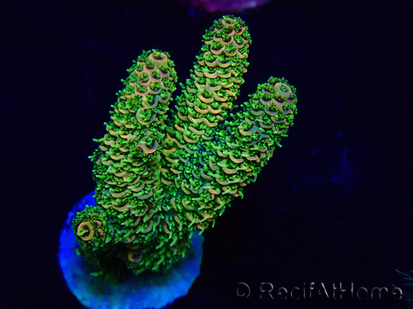 WYSIWYG Acropora Mariculture acclimated LED