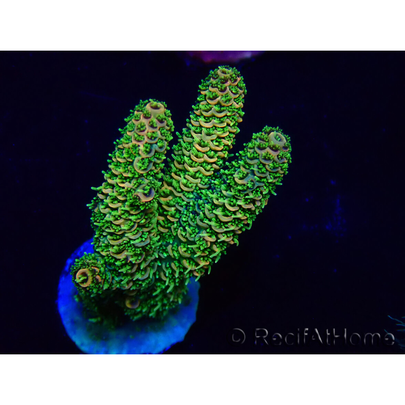 WYSIWYG Acropora Maricoltura acclimatata a LED
