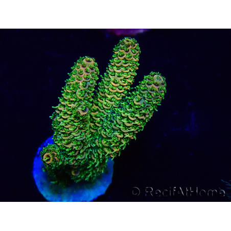 WYSIWYG Acropora Marikultur akklimatisiert LED