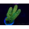 WYSIWYG Acropora Marikultur akklimatisiert LED