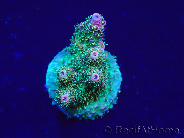 WYSIWYG Acropora Maricoltura acclimatata a LED