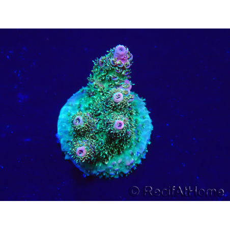 WYSIWYG Acropora Marikultur akklimatisiert LED