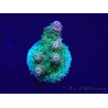 WYSIWYG Acropora Maricoltura acclimatata a LED