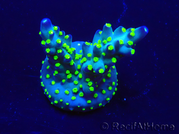 WYSIWYG Acropora Mariculture acclimated LED