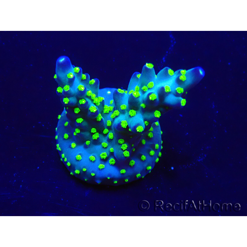 WYSIWYG Acropora Maricultuur geacclimatiseerd LED