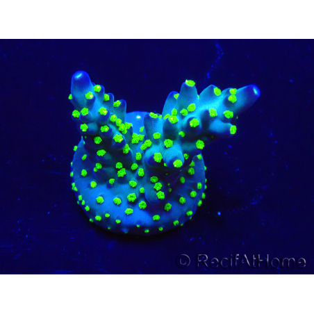 WYSIWYG Acropora Maricoltura acclimatata a LED