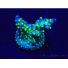 WYSIWYG Acropora Maricultura aclimatada LED