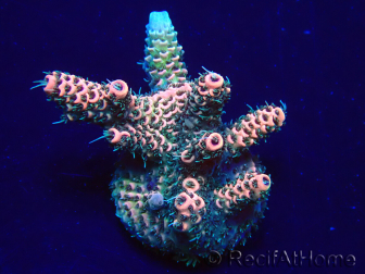 WYSIWYG Acropora Maricoltura acclimatata a LED