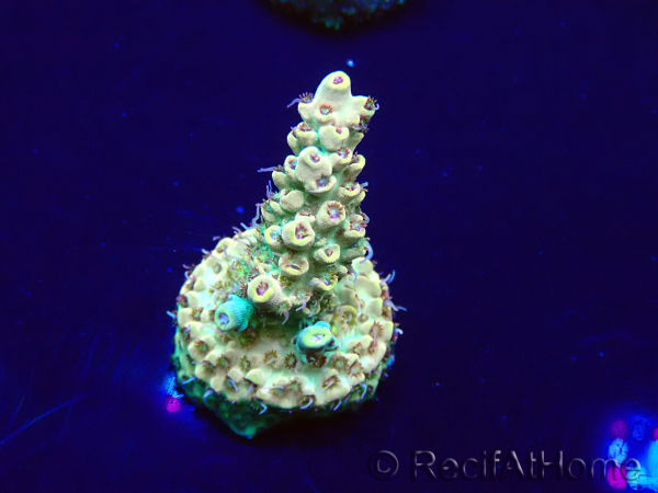 WYSIWYG Acropora Maricultuur geacclimatiseerd LED
