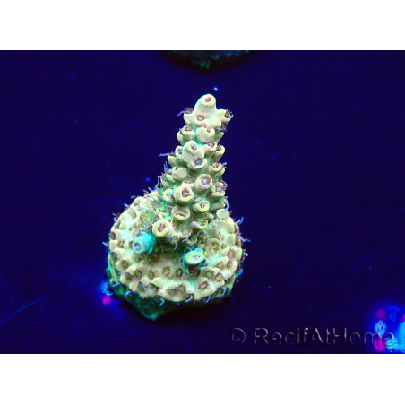 WYSIWYG Acropora Maricultuur geacclimatiseerd LED